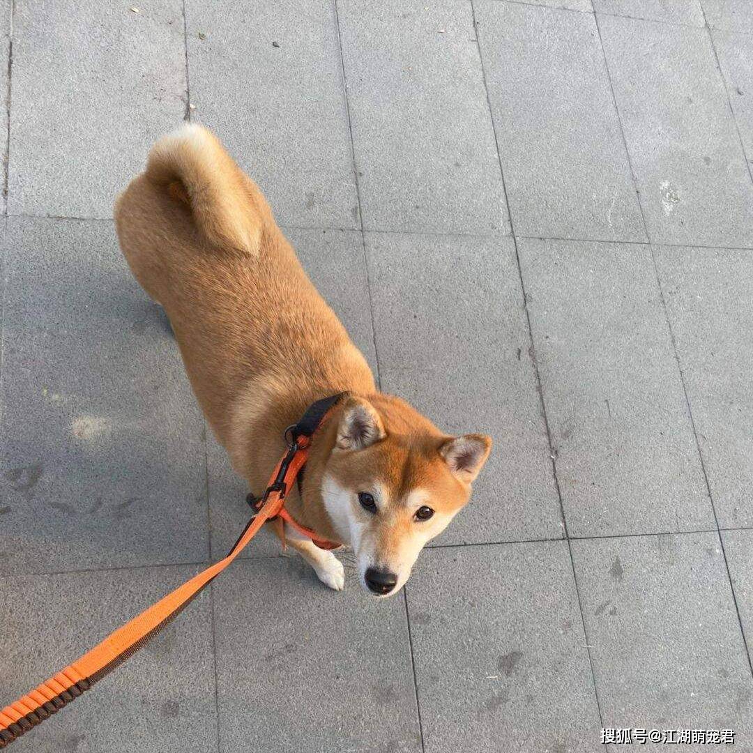 原创            “好狗”才有这些特征，你养对了吗？