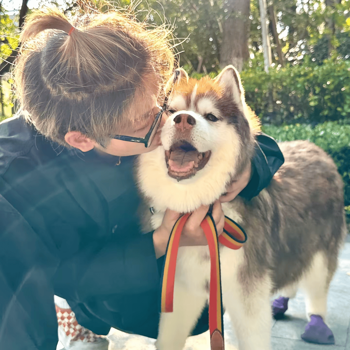 15岁网红犬"哈礼鹿"去世!半瘫后被悉心照料,主人发文惹泪目