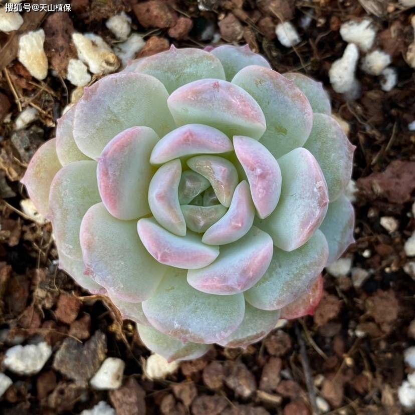 原创            雪颜花好养吗怎么养