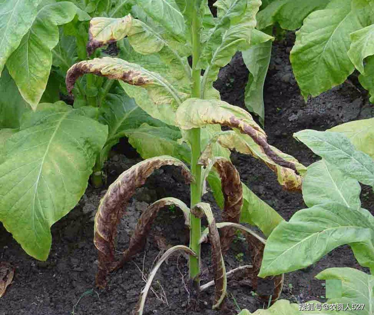 烤烟种植管理:烤烟刚移栽,根腐,黑胫,青枯,茎基腐,根系不好怎么办?