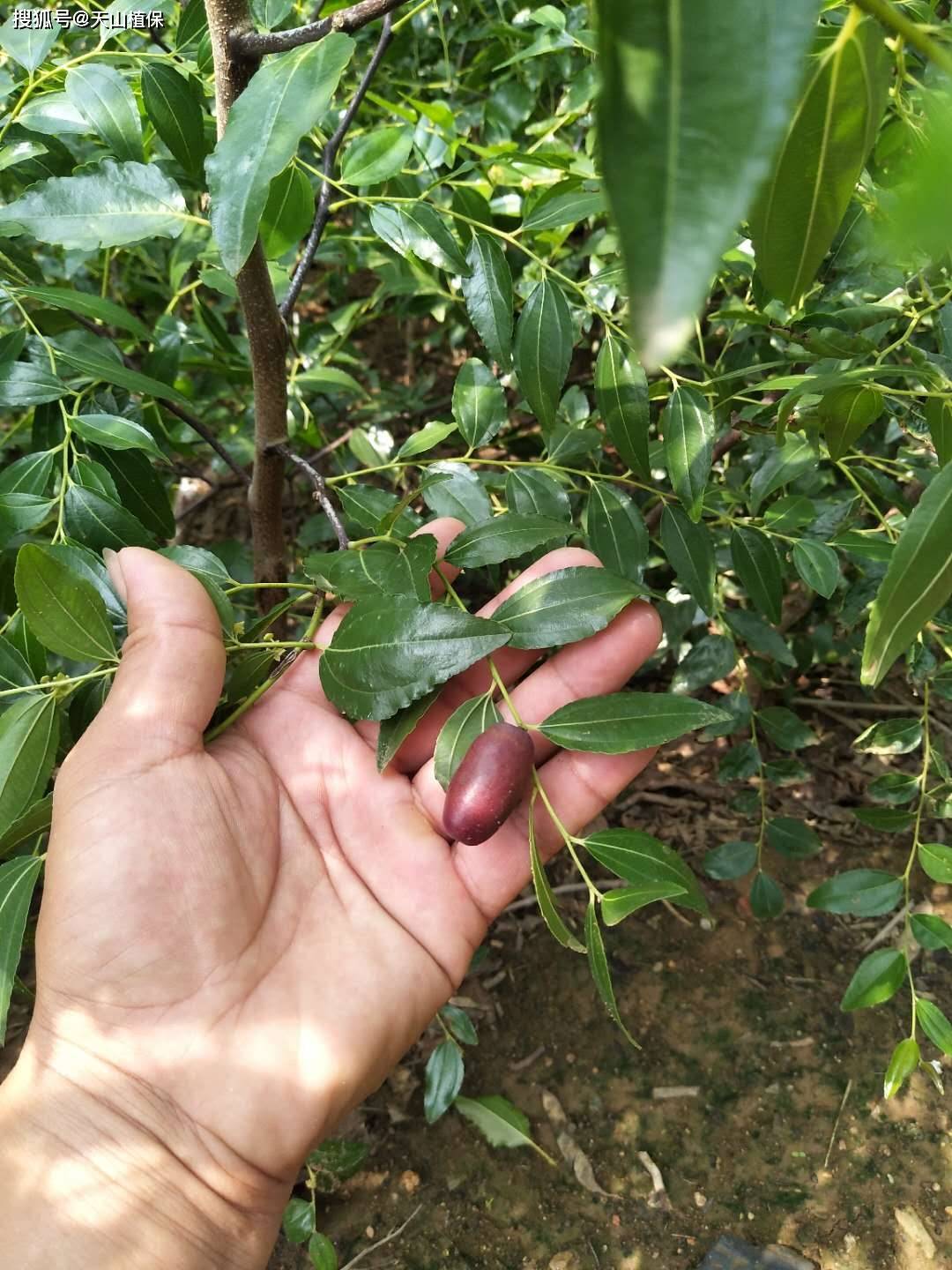 枣树苗哪个品种最好