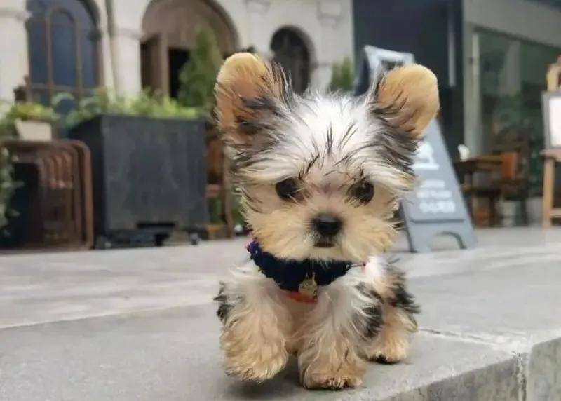 想养一只犬中贵族“约克夏”，约克夏价格多少钱一只？（约克夏种狗）