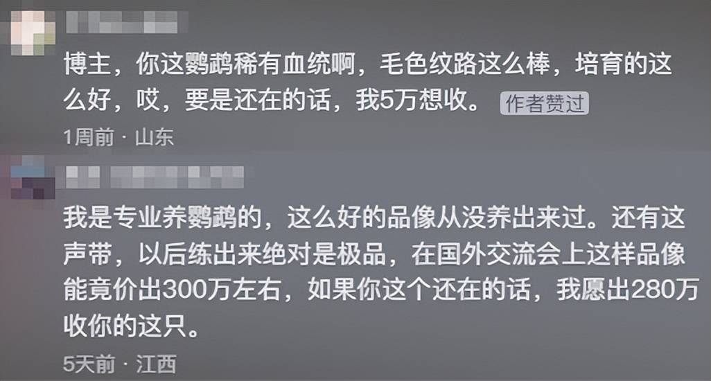 原创            河南男子带玄凤鹦鹉外出遛风，结果给老鹰加了餐，只能含泪望天空（玄凤鹦鹉能带出去玩吗）