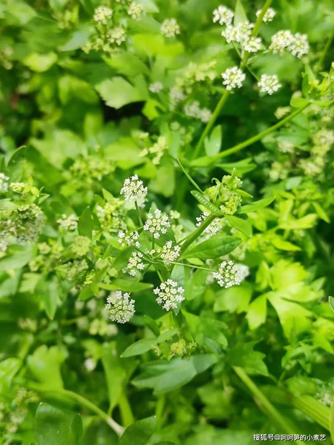 水芹苏东坡认证过来自3000年前的野菜究竟有多美味?