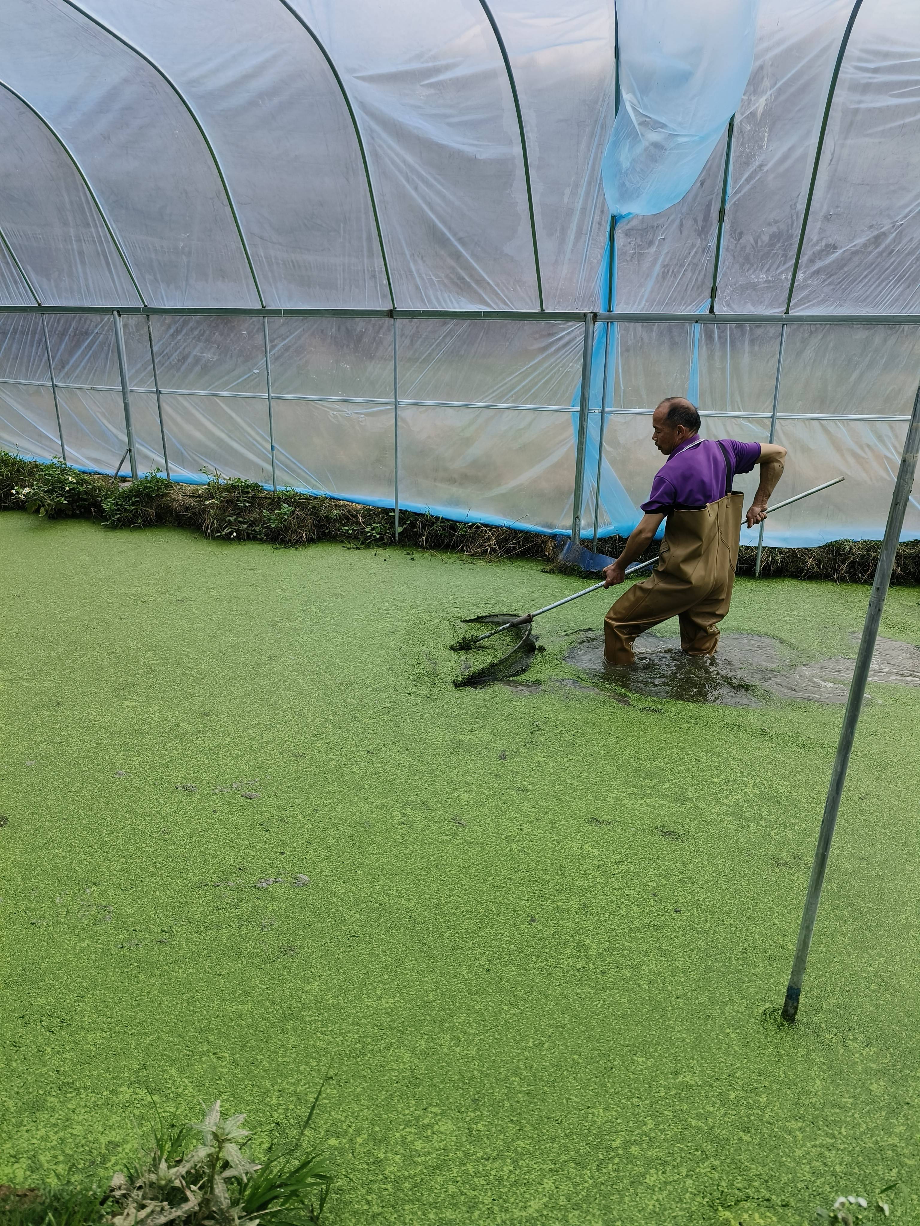 从"水中杂草" 到 "黄金饲料":广西浮萍养殖如何实现经济生态双丰收