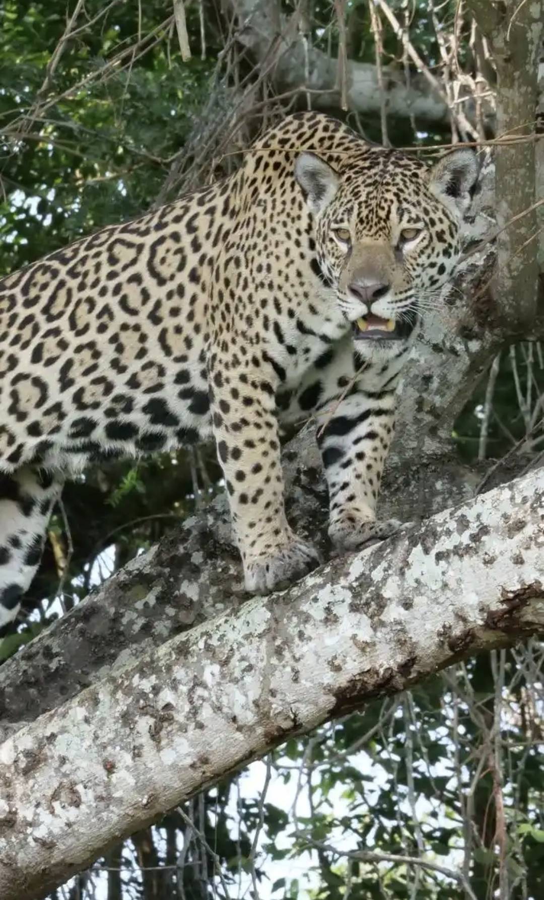 美洲虎:巴西国家的精神图腾