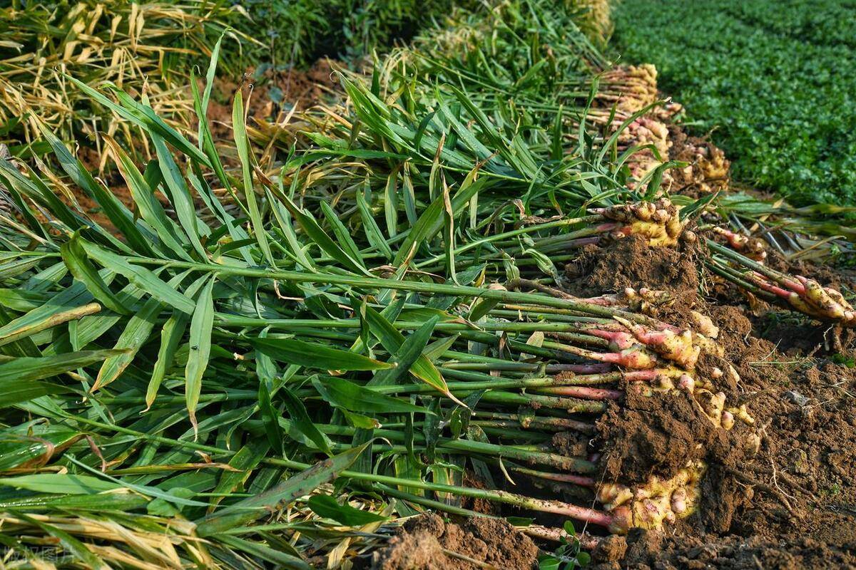 生姜种植如何预防土传病害,这些技巧是关键