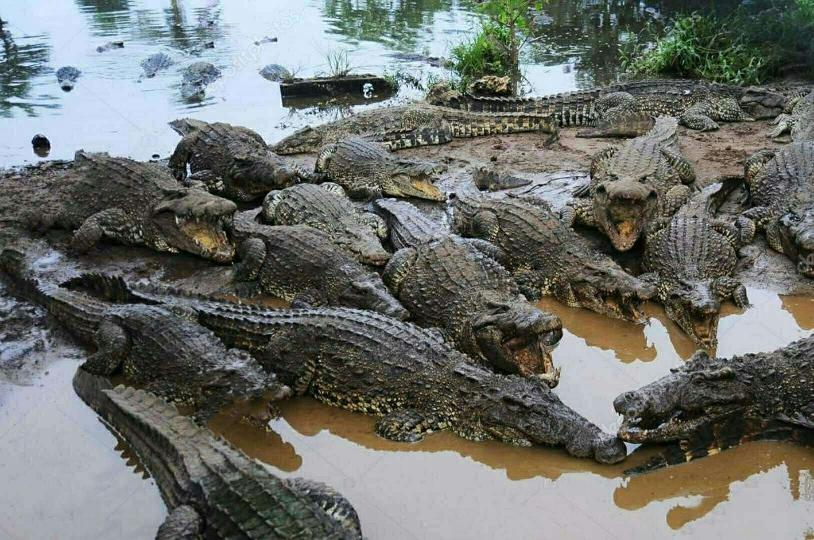 恐怖的万鳄之湖:一万二千条鳄鱼的乌托邦,沙漠潭中鳄鱼从何而来
