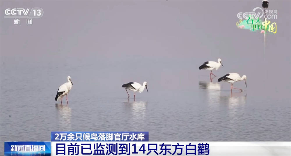 从官厅到宁夏，候鸟与珍稀动物的春日之约！