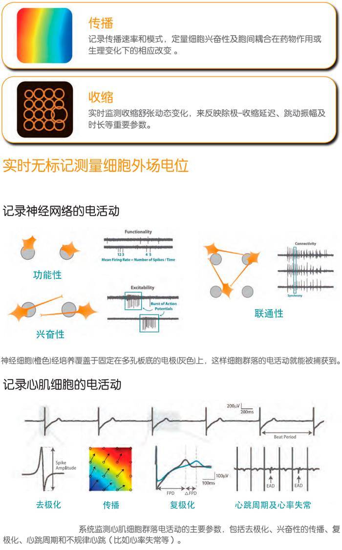 应力刺激同时电刺激