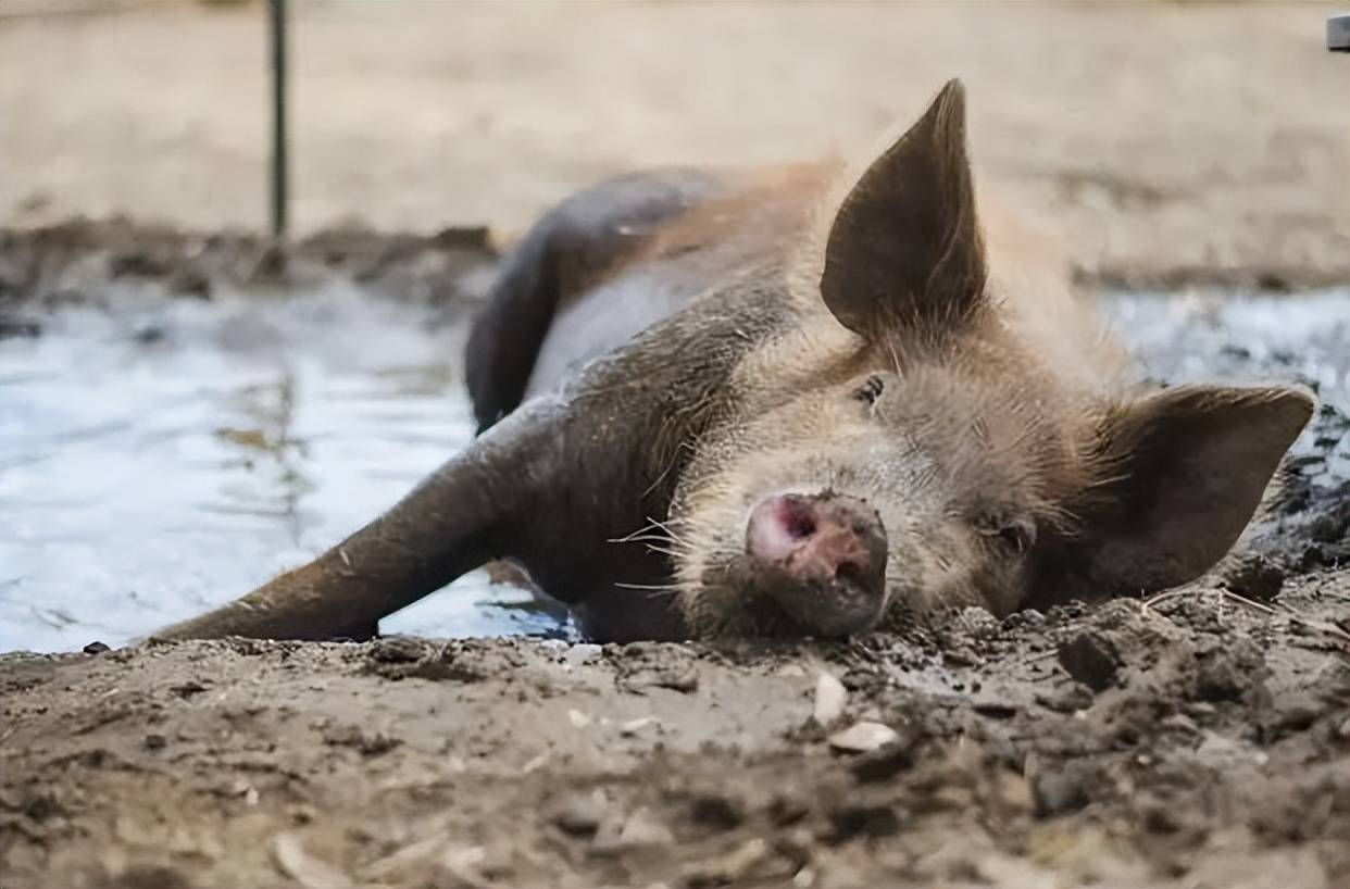 因此猪为了在炎炎夏日降温,它们就可能在地上打滚,用泥巴或者污秽物