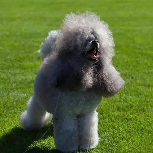 四季贵宾犬的日常全解析（四季贵宾怎么办理）