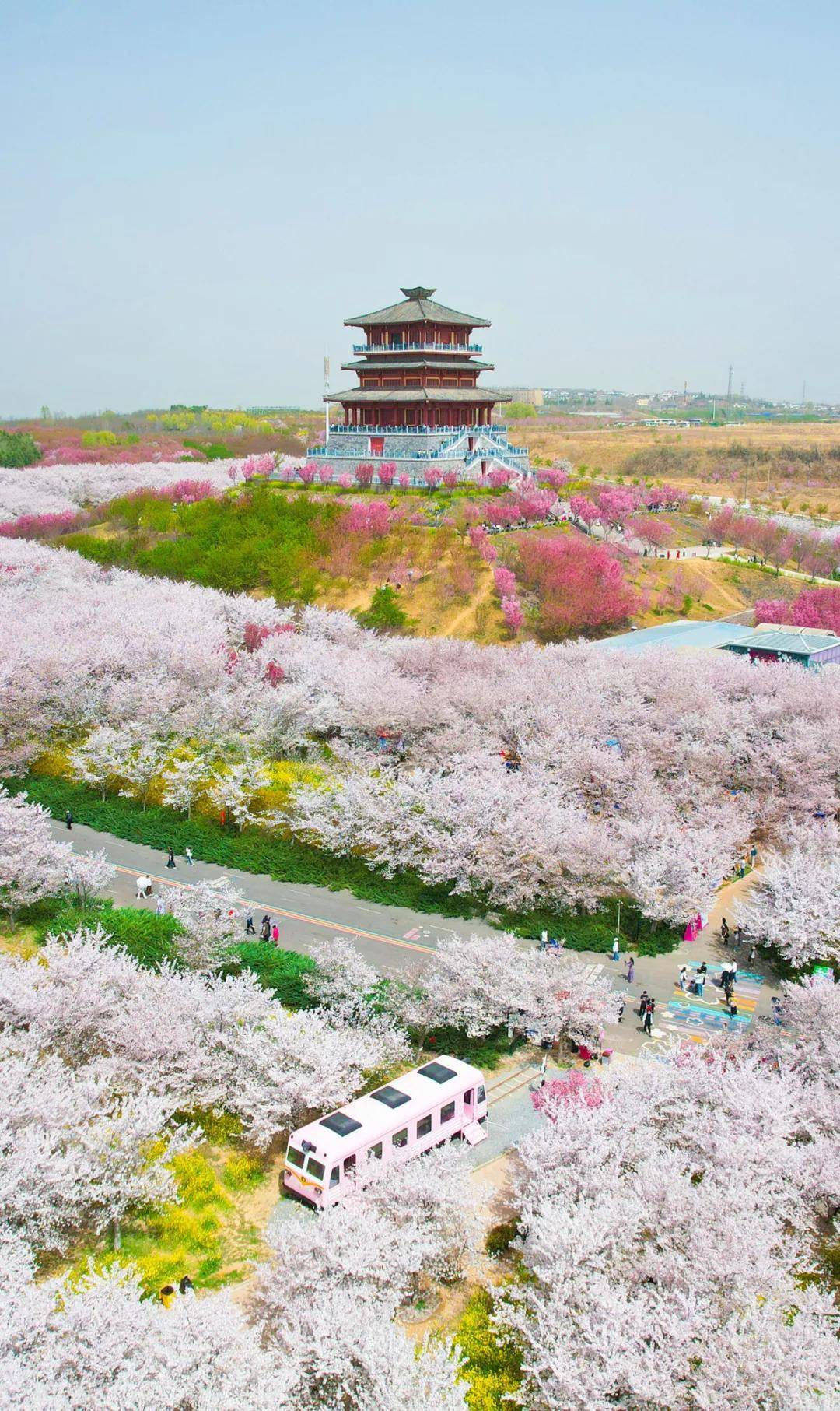 探寻郑州春日花海，邂逅浪漫春天