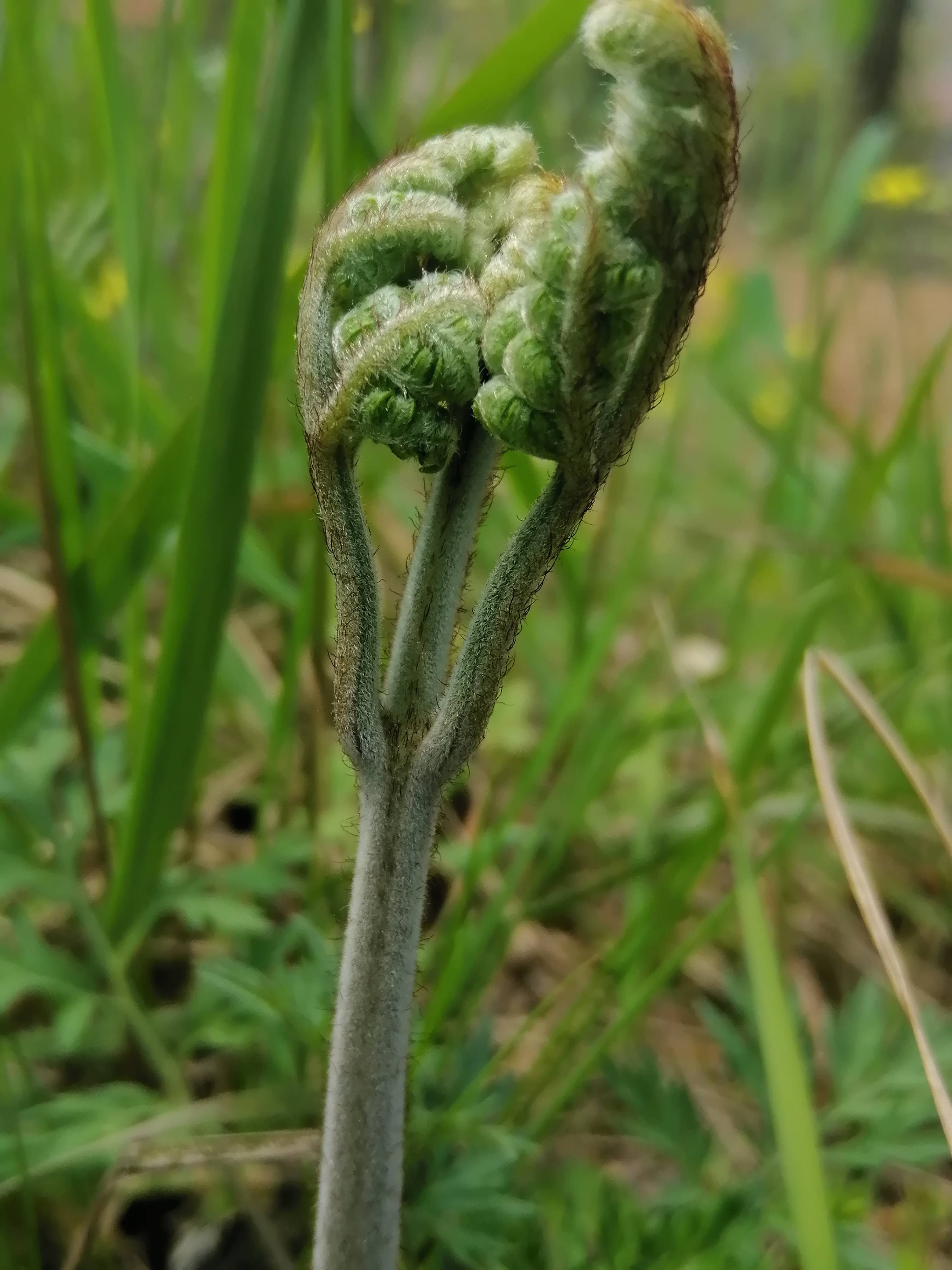 ​清明时节上春山 贵州这些野菜你认识几种?