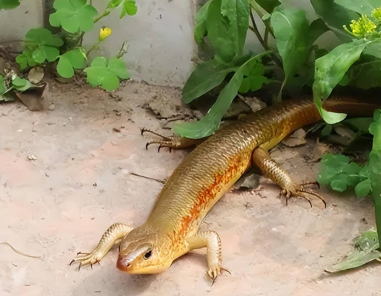 农村常见的"狗婆蛇",喜欢晒太阳见人就跑,它对人是否有危害?