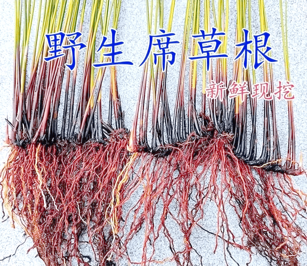 俗称"利尿草",古人用来做灯芯,又叫灯芯草,野席草,水边常见