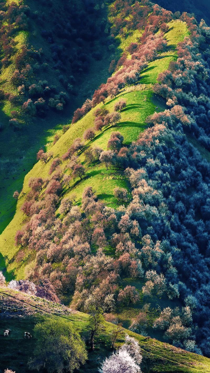 探秘新疆伊犁杏花沟:遇见中世纪的浪漫