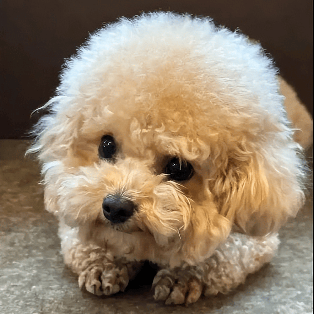 贵宾犬吃什么牌子狗粮好？2025贵宾犬狗粮推荐！（贵宾犬专用狗粮推荐）