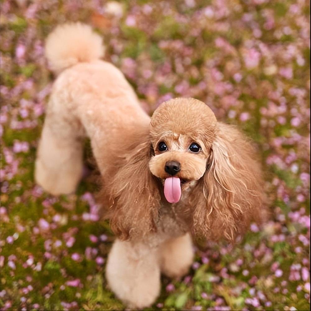 贵宾犬吃什么牌子狗粮好？2025贵宾犬狗粮推荐！（贵宾犬专用狗粮推荐）