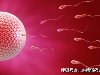 胎宝宝的神奇起源:从受精卵到生命的诞生_胎儿_器官_过程