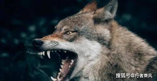 野狼那么猛，为什么还怕牧羊犬呢（野狼害怕什么）