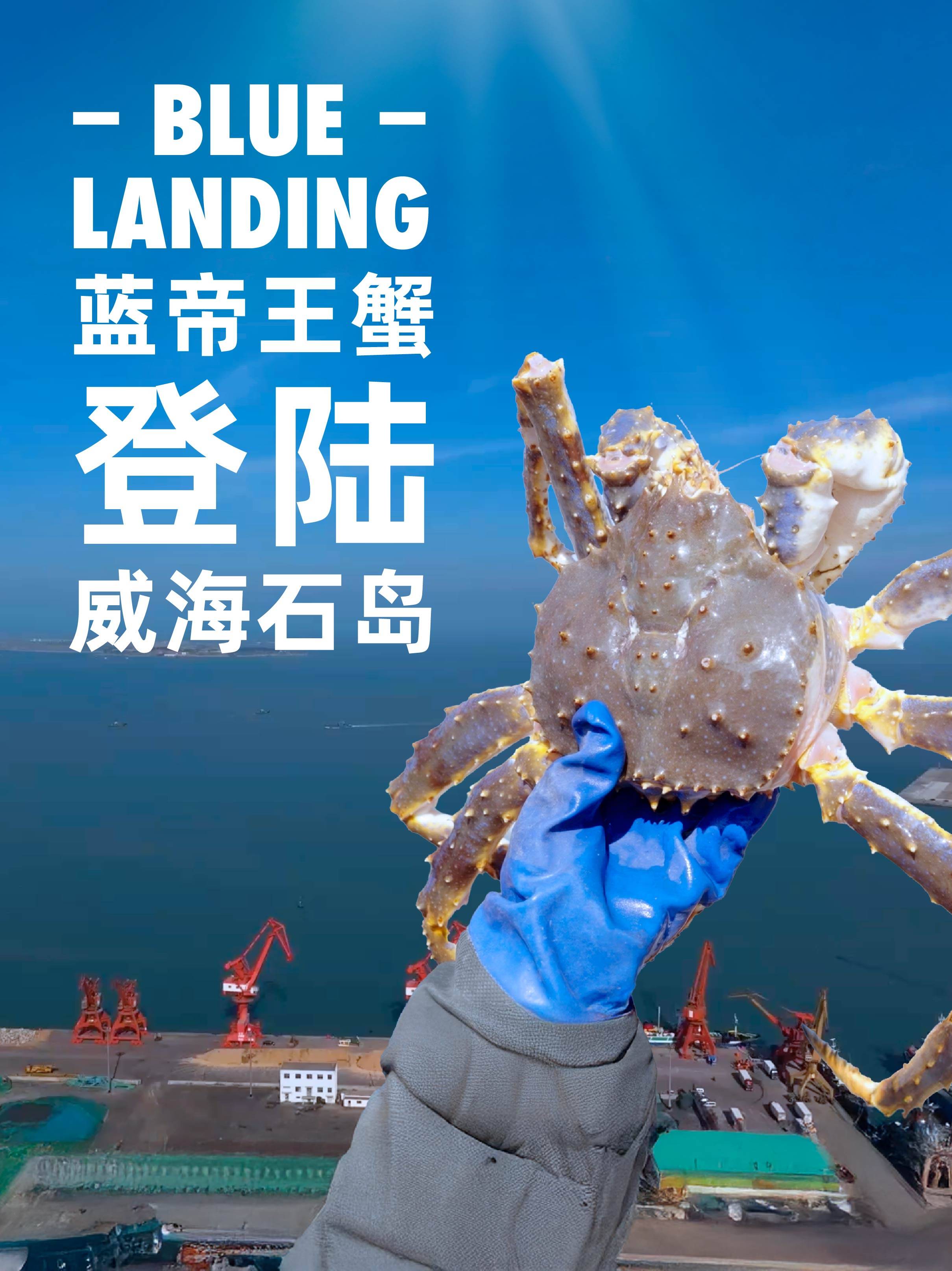 鲜活生猛蓝帝王蟹登陆威海石岛港