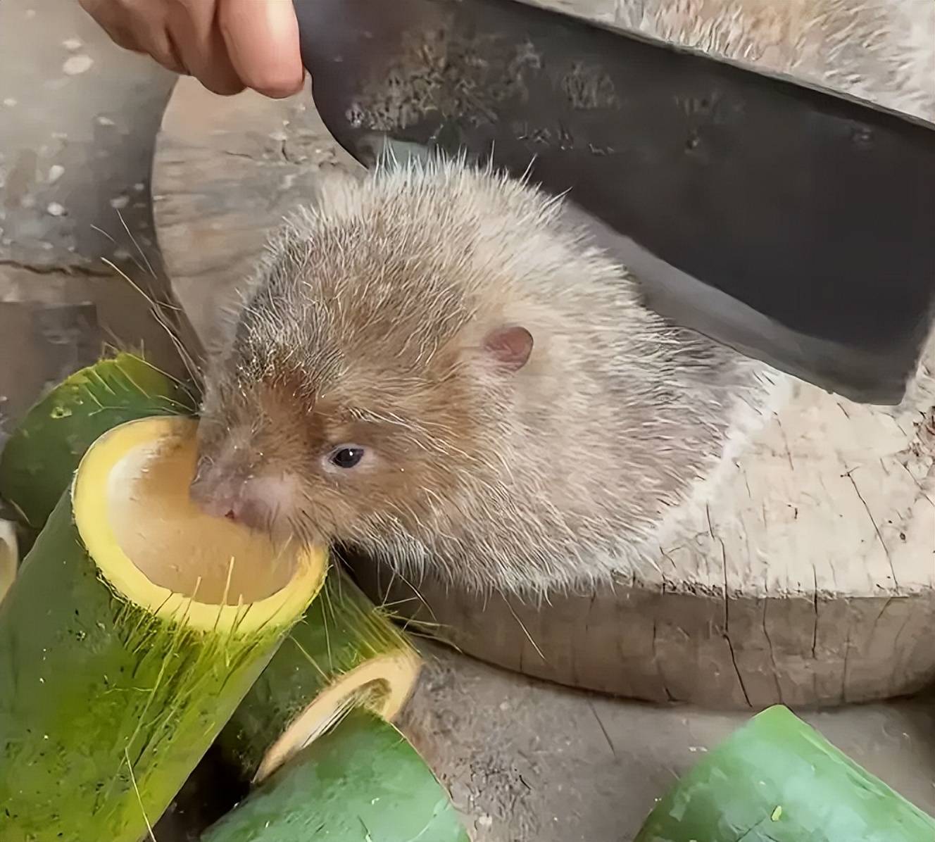 云南一女子失业后返乡养竹鼠,村民认为不如找个班上,别最后被骗