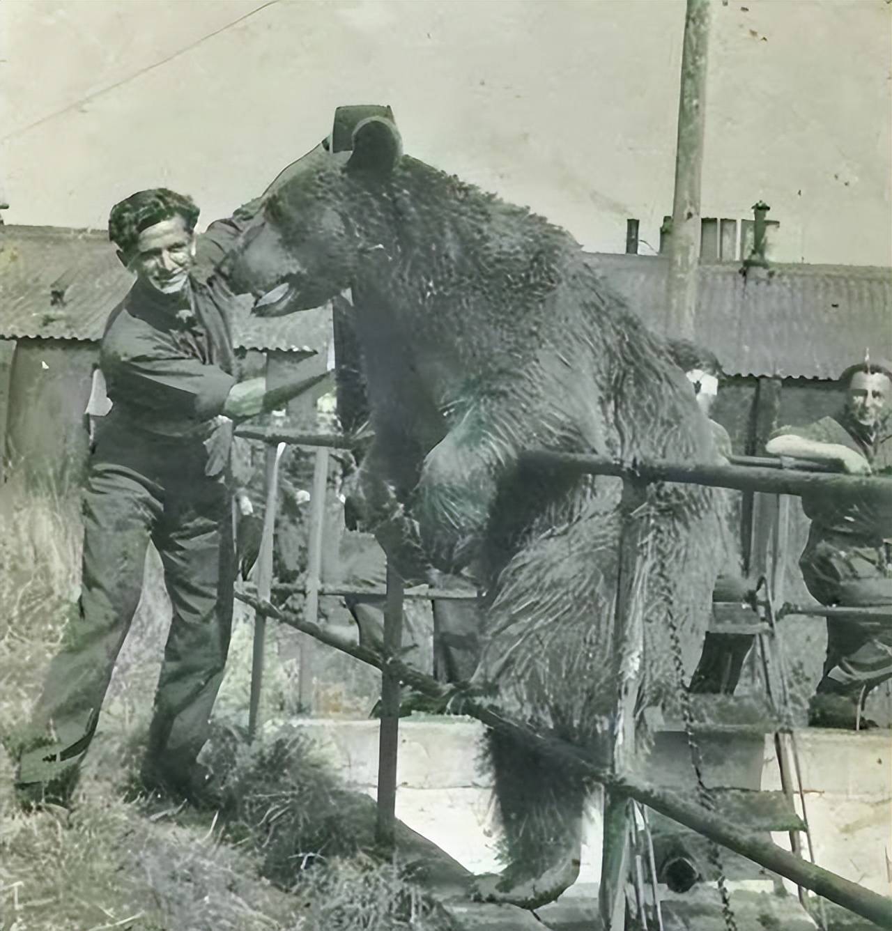 唯一参加过二战的熊，抽烟喝酒扛45公斤炮弹，还被授予下士军衔_搜狐网