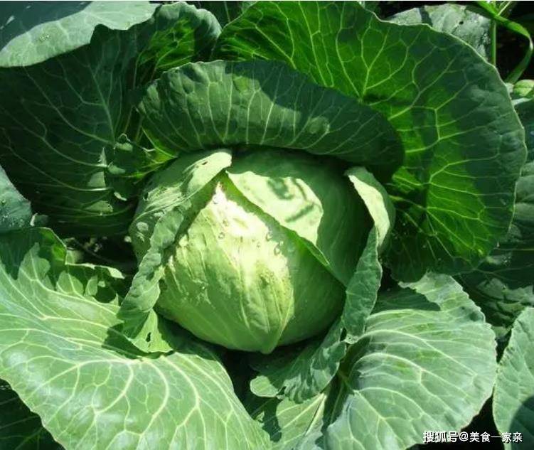 这种炒菜令人耳目一新，不是脂肪。四月份，妇