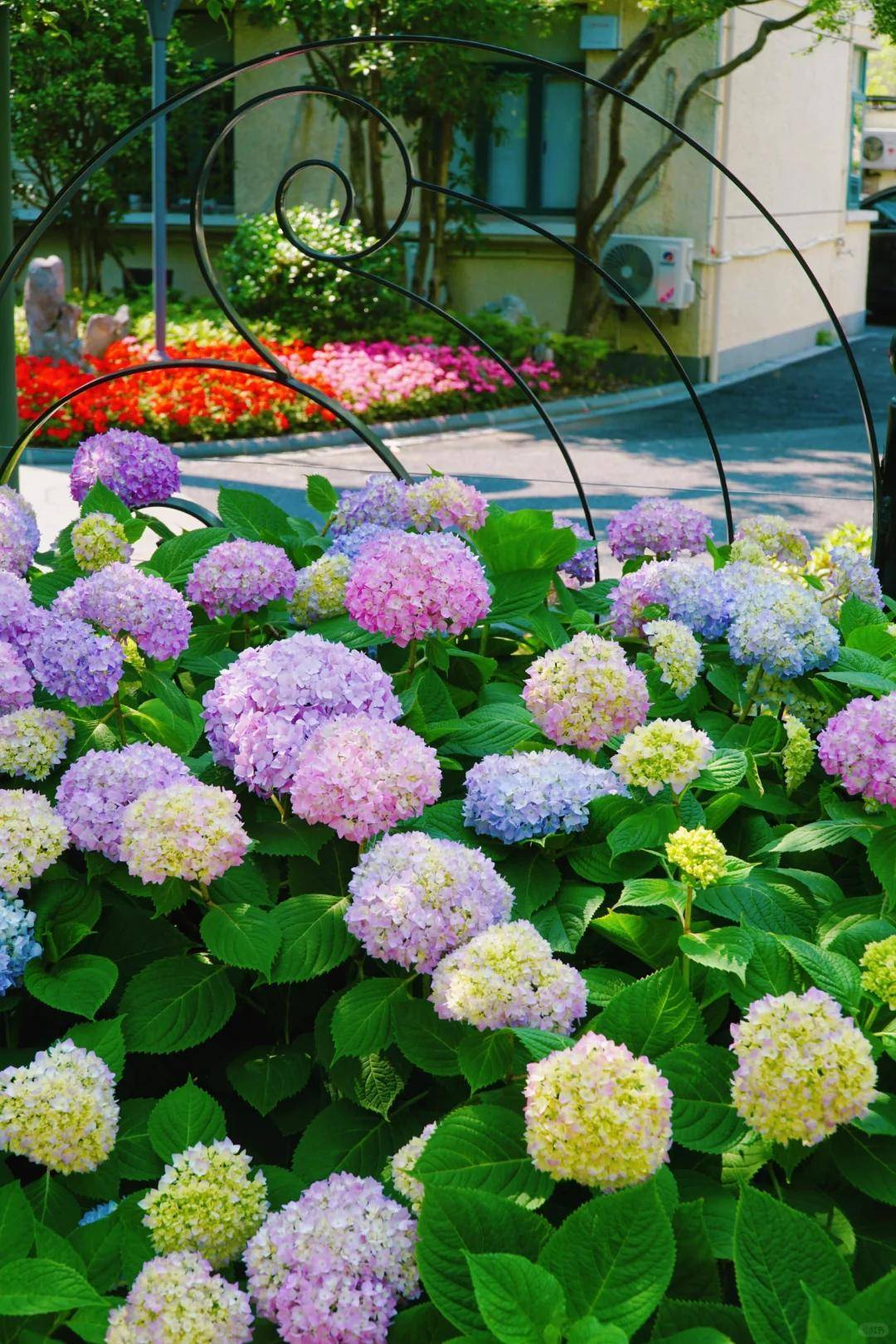 徐家汇公园花海已封神!天桥下全都是绣球花