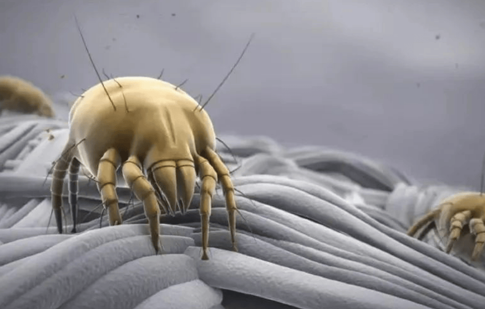 除螨仪一般建议买不买？提醒规避四大危害雷区