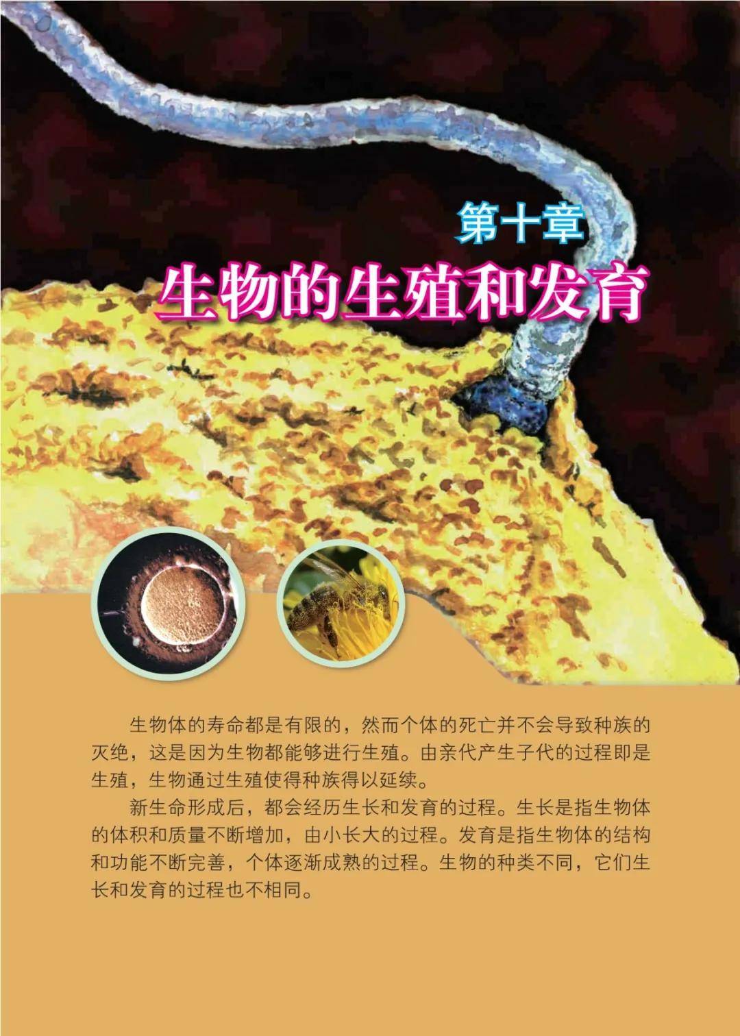 八年级生物上册第三章
  第2张 
八年级生物上册第三章
  第2张