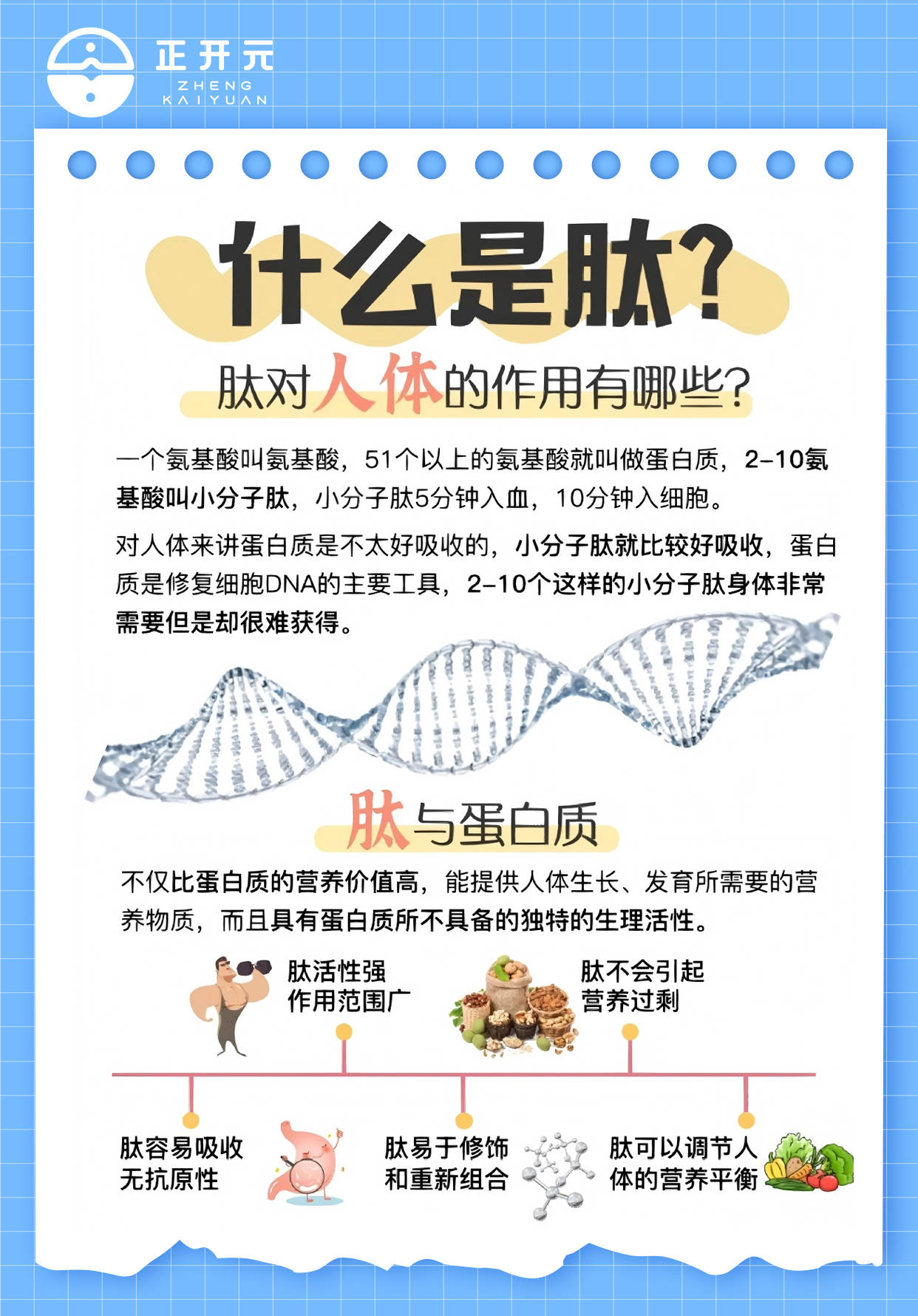 肽对人体的作用有哪些?