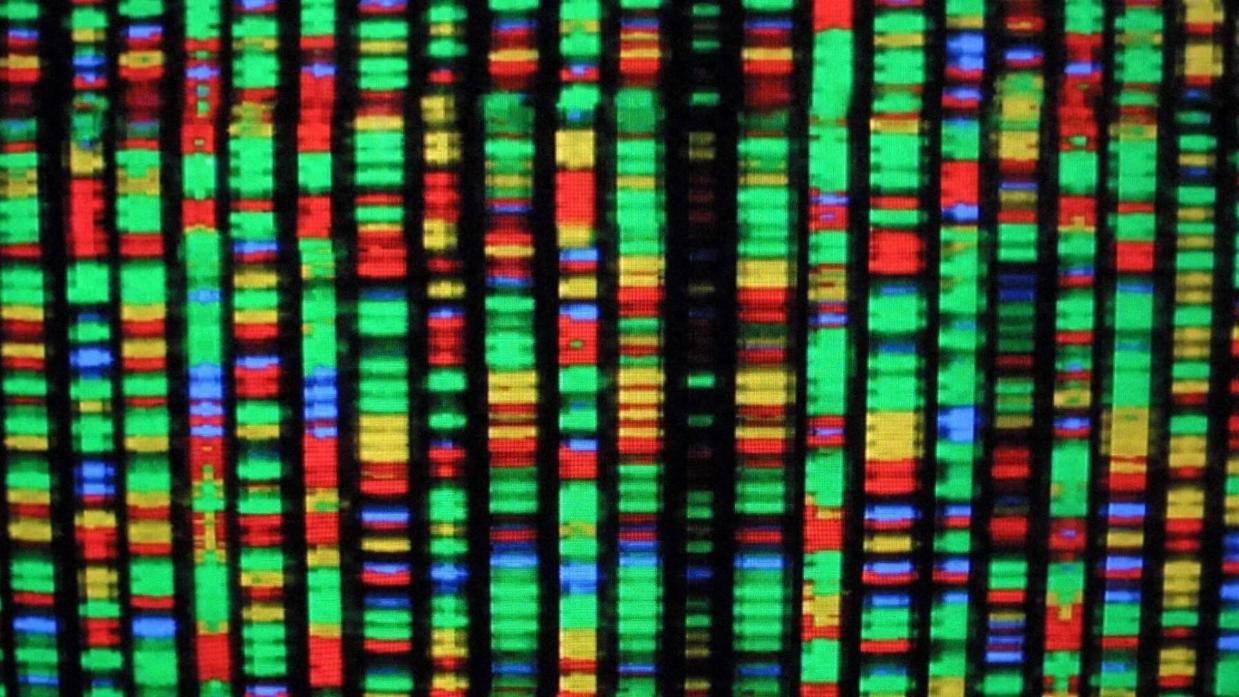 科学家启动大胆新计划：从零开始构建人类基因组