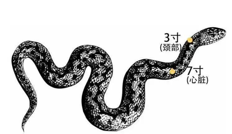 打蛇要打七寸,那么蛇的七寸又在哪里?打了究竟有没有用处呢?