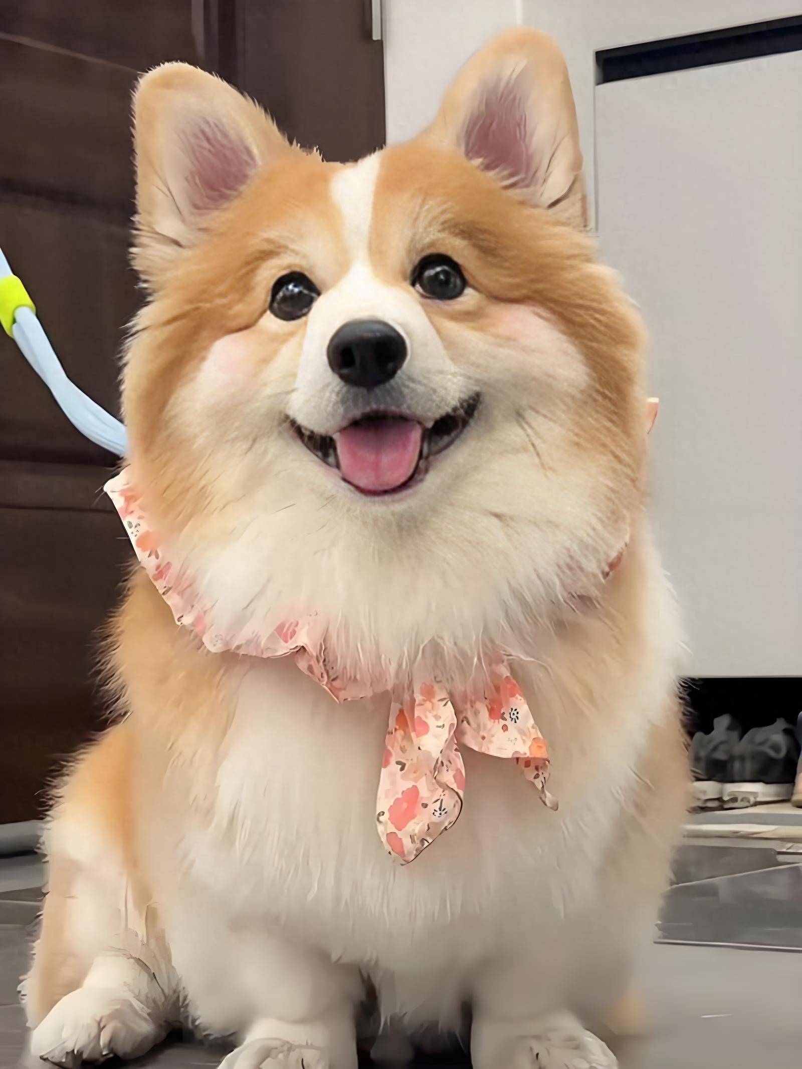 柯基挑食严重不吃狗粮怎么办?养狗人快看!