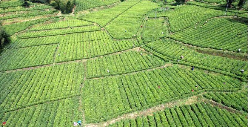 咸丰县:曲江镇杨家寨村产业转型助推"两山"转化