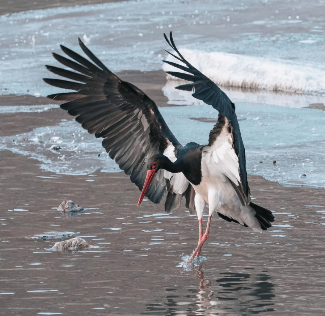白洋淀景区,荷花景观,北国江南