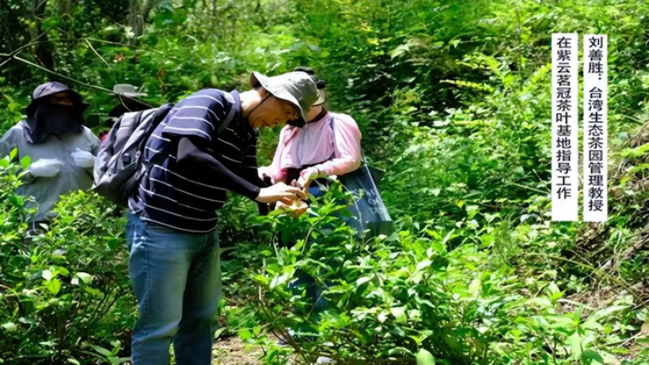 茗冠茶叶__茗冠忠品普洱茶怎么样