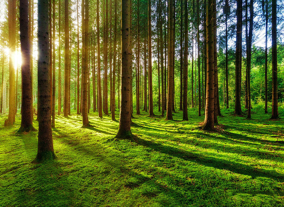 全国生态日赋能产业升级:兔宝宝以绿色低碳理念引领行业高质量发展