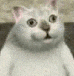 mur猫表情包火爆网络