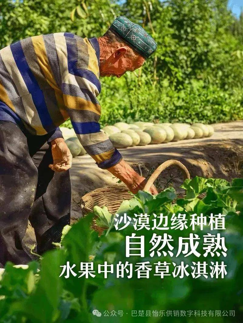 巴楚留香瓜:甜过初恋!一口沦陷!新疆"沙漠蜜罐"被我妈偷藏冰箱了