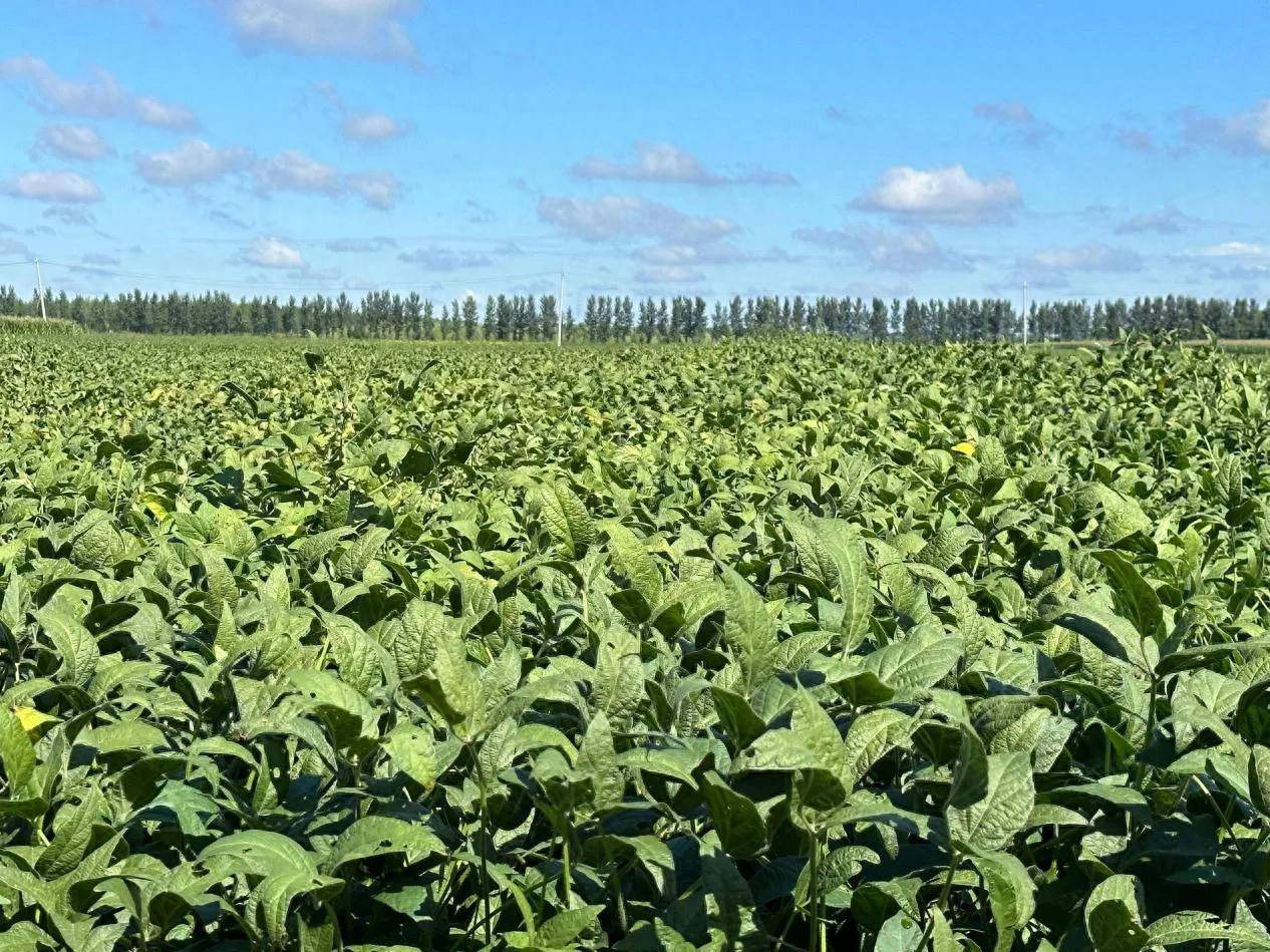 黑龙江明水县育林乡:盐碱地种出高产豆