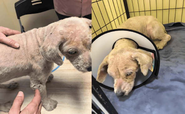 家用除螨仪真的管用吗?选购指南:2025年十大高口碑机型实用推荐!