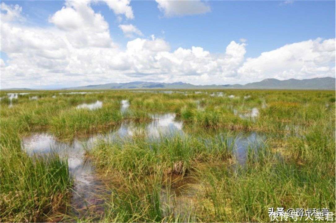 80多年过去,红军长征走过的草地和泥沼,现在被整治成什么样了?