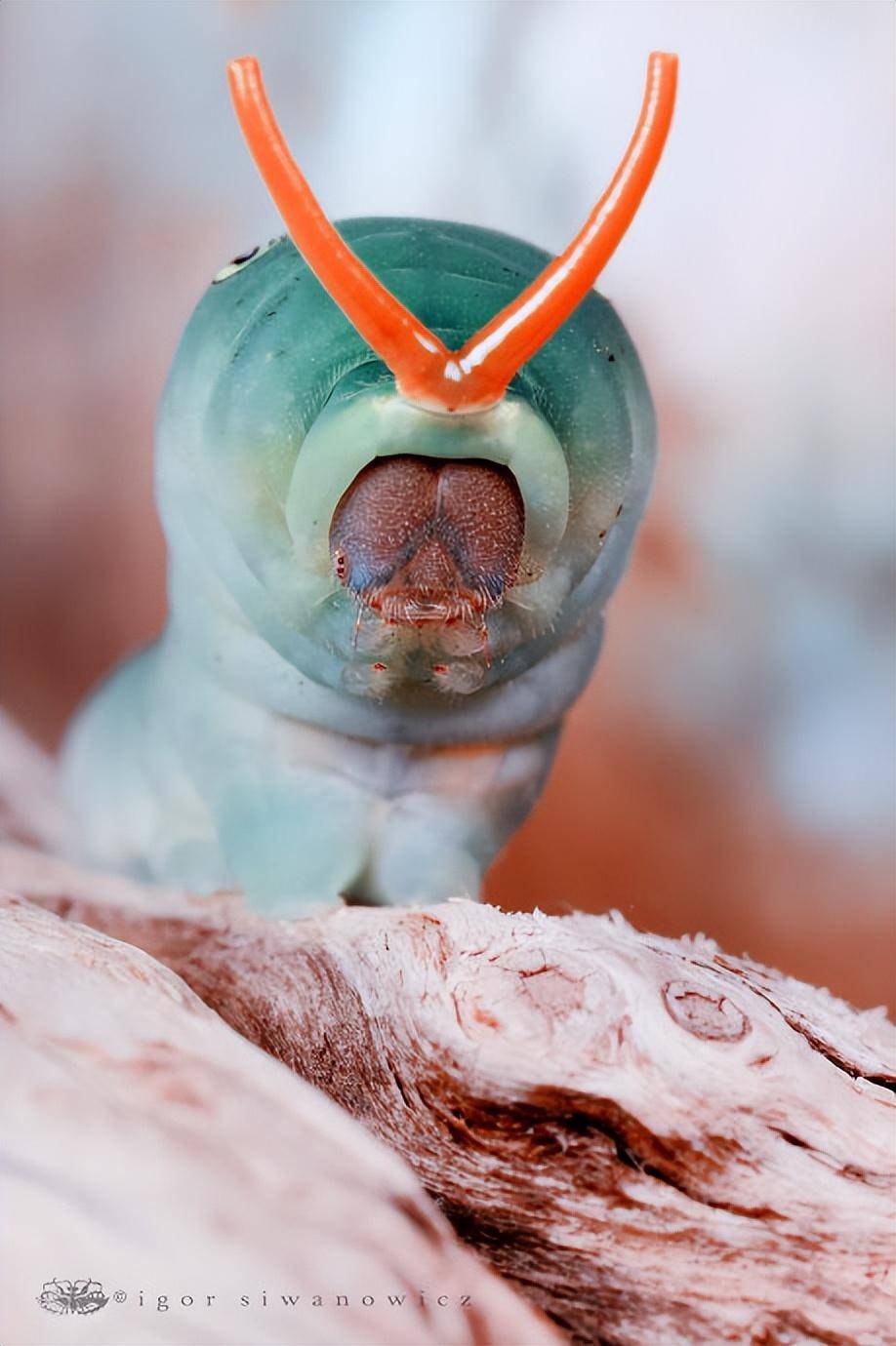 怪异生物照:蜘蛛在网上完成了蜕皮,焕然一新,还有震撼人心的毛毛虫