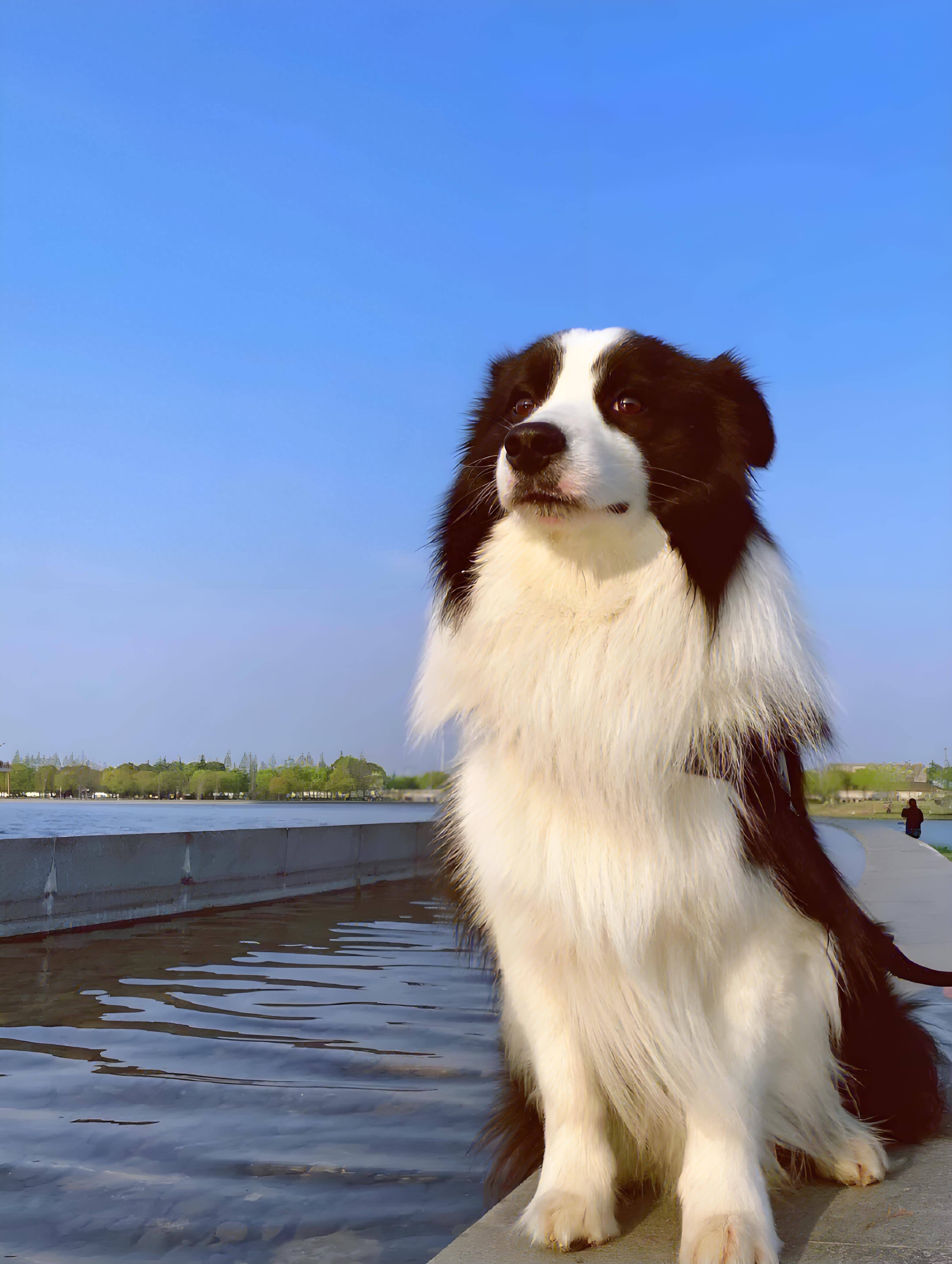 边牧作为中大型犬,不仅需要高蛋白支持日常运动,还对关节,肠胃,毛发等