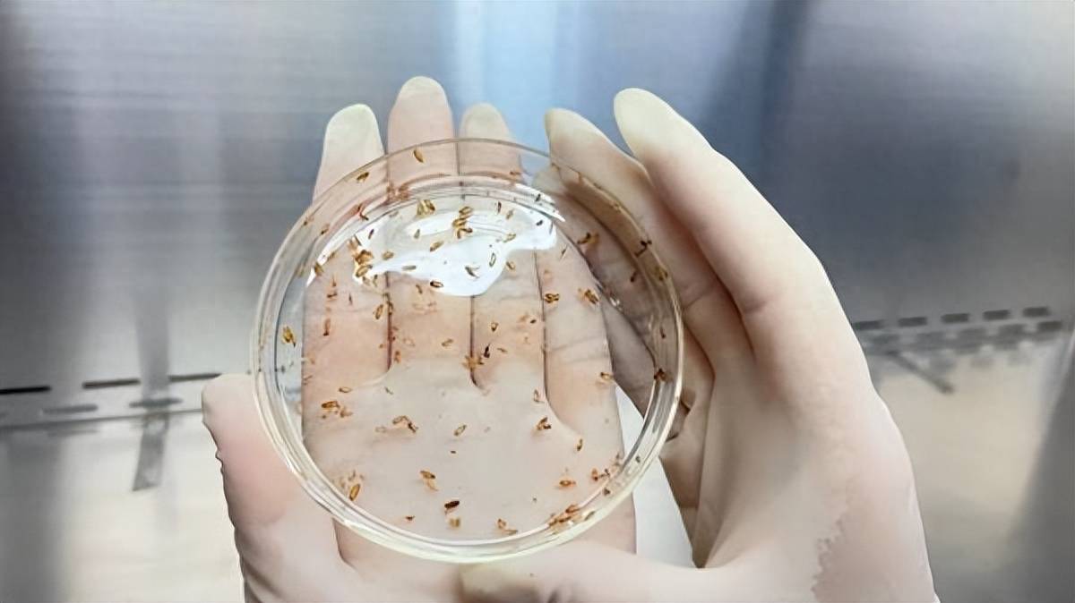海关截获96只活体蛆症异蚤蝇,属输入性病媒生物,它们有多危险?