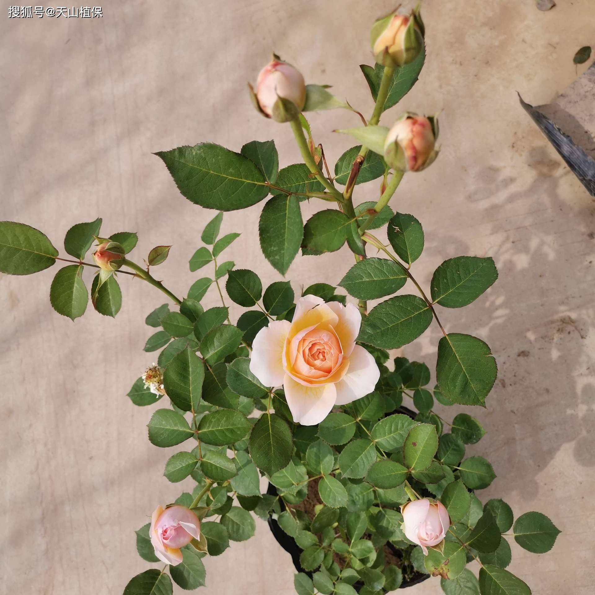 朱丽叶月季:带刺的玫瑰,美与"痛"的交织