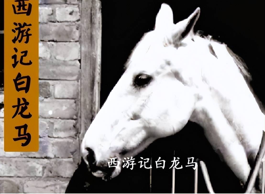 白龙马晚年过得凄惨,杨洁导演2次探望落泪,为何不出手救它